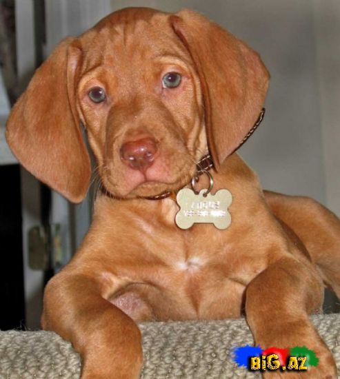 Uşaqların ən çox sevdiyi 10 it növü - FOTO