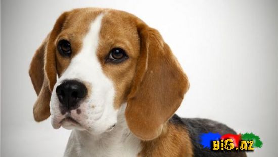 Uşaqların ən çox sevdiyi 10 it növü - FOTO