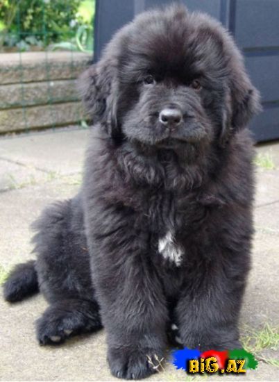 Uşaqların ən çox sevdiyi 10 it növü - FOTO