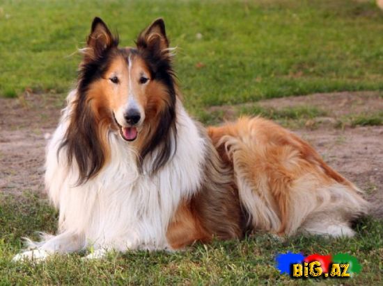 Uşaqların ən çox sevdiyi 10 it növü - FOTO