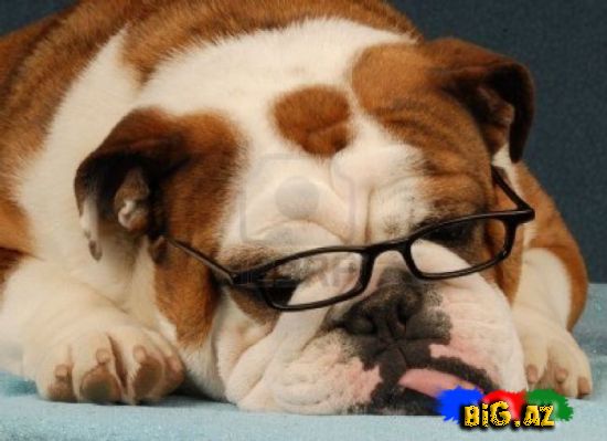 Uşaqların ən çox sevdiyi 10 it növü - FOTO