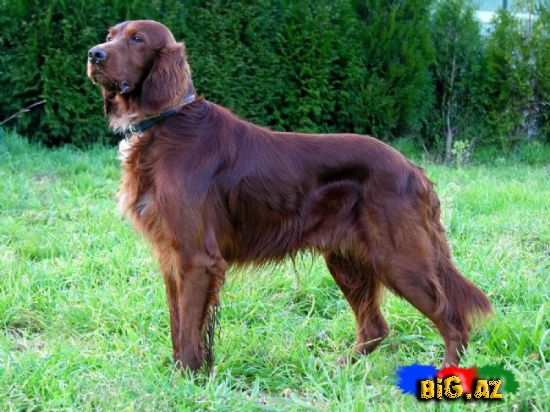 Uşaqların ən çox sevdiyi 10 it növü - FOTO