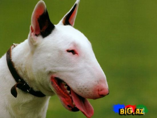 Uşaqların ən çox sevdiyi 10 it növü - FOTO