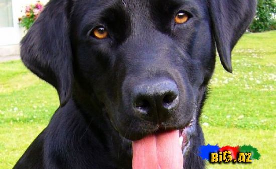 Uşaqların ən çox sevdiyi 10 it növü - FOTO