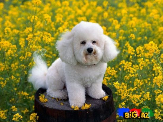 Uşaqların ən çox sevdiyi 10 it növü - FOTO