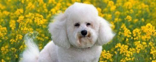 Uşaqların ən çox sevdiyi 10 it növü - FOTO