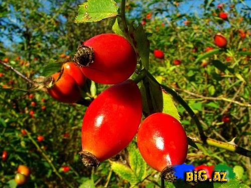 Şəfalı bitkilər - itburnu