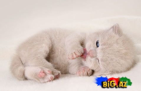 Pişiklərin bədən dili