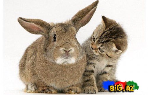 Pişiklərin bədən dili