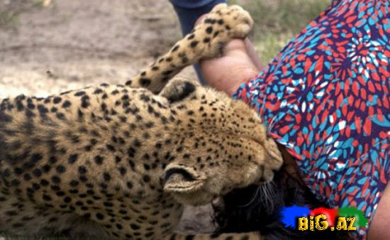 Çita arvada hücum etdi,əri vecinə almadı