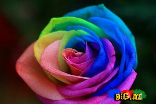 Əlvan rəngli qızılgüllər haqqında