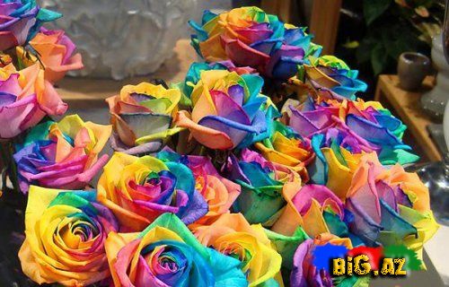 Əlvan rəngli qızılgüllər haqqında