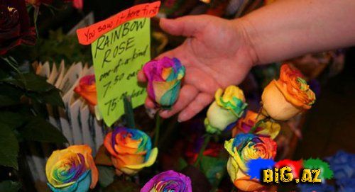 Əlvan rəngli qızılgüllər haqqında