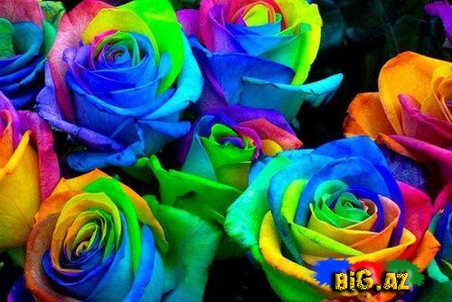 Əlvan rəngli qızılgüllər haqqında