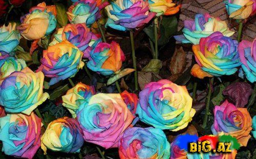 Əlvan rəngli qızılgüllər haqqında