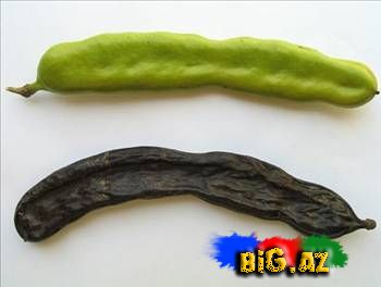 Keçi buynuzu, yoxsa həyat iksiri