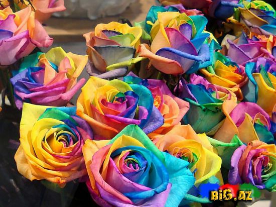 Əlvan rəngli qızılgüllər necə yetişdirilir?