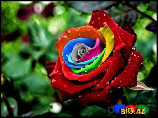 Əlvan rəngli qızılgüllər necə yetişdirilir?