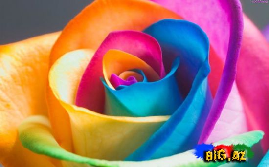 Əlvan rəngli qızılgüllər necə yetişdirilir?