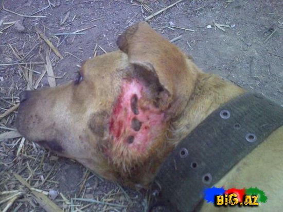 Azərbaycanda it döyüşü keçirdilər – VİDEO