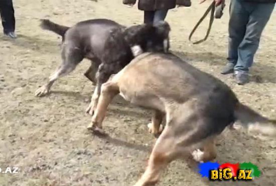 Azərbaycanda it döyüşü keçirdilər – VİDEO