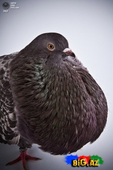 Ən gözəl göyərçinlər - FOTO