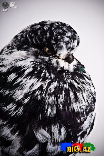 Ən gözəl göyərçinlər - FOTO