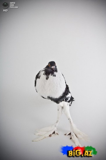 Ən gözəl göyərçinlər - FOTO