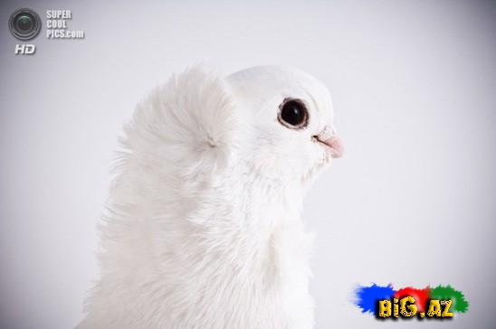 Ən gözəl göyərçinlər - FOTO