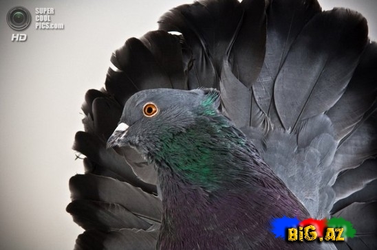 Ən gözəl göyərçinlər - FOTO