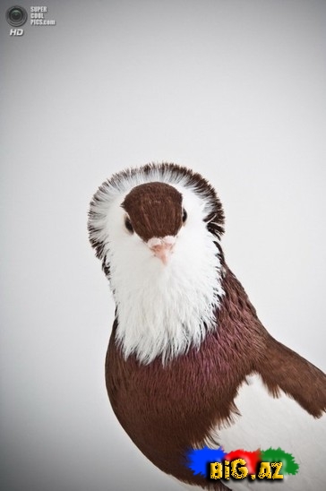 Ən gözəl göyərçinlər - FOTO