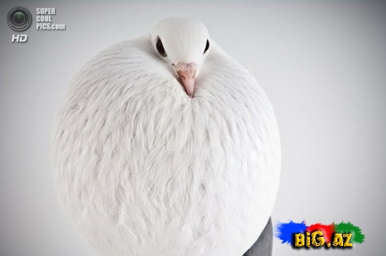 Ən gözəl göyərçinlər - FOTO