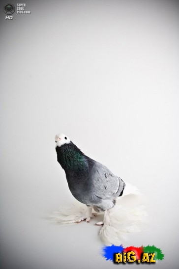 Ən gözəl göyərçinlər - FOTO