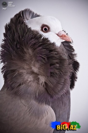 Ən gözəl göyərçinlər - FOTO