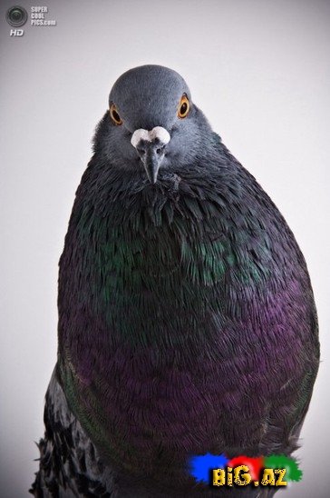 Ən gözəl göyərçinlər - FOTO