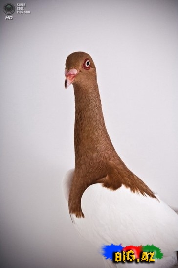 Ən gözəl göyərçinlər - FOTO