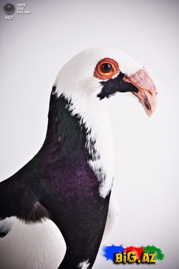 Ən gözəl göyərçinlər - FOTO