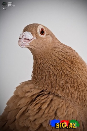 Ən gözəl göyərçinlər - FOTO