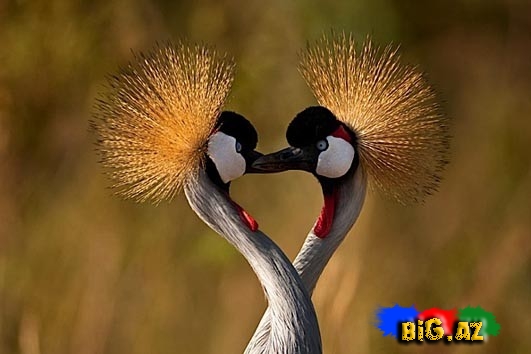 Biri birindən mükəmməl quş növləri - FOTO