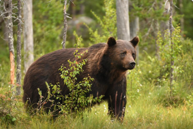 Gəzinti zamanı ayıdan qaçan qız göldə BOĞULDU