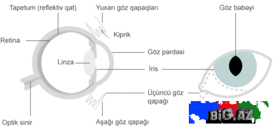 Pişiklər bizi necə görür?