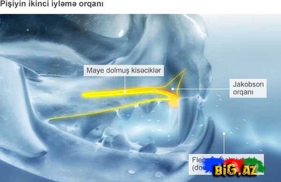 Pişiklər bizi necə görür?
