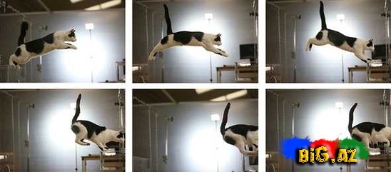 Pişiklər bizi necə görür?