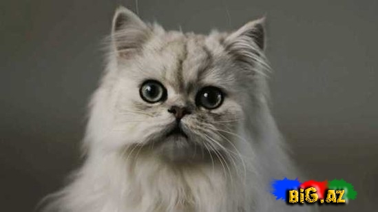 Pişiklər bizi necə görür?