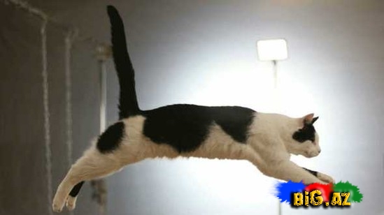 Pişiklər bizi necə görür?