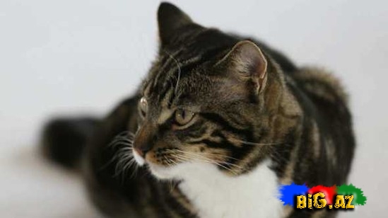 Pişiklər bizi necə görür?