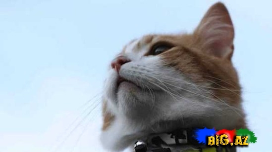 Pişiklər bizi necə görür?