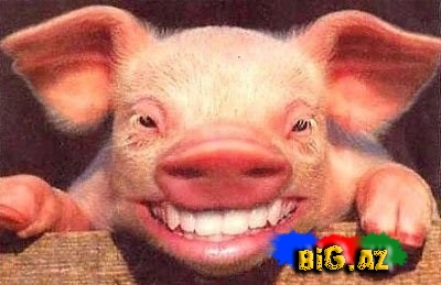 Donuz ətinin haram olmasının tibbi cəhətləri