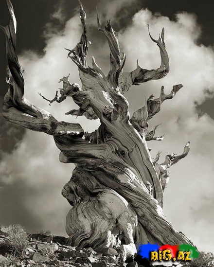 Dünyanın ən yaşlı ağacları - FOTO