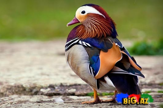 Biri birindən mükəmməl quş növləri - FOTO